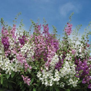 Serena Mix Angelonia Thumbnail